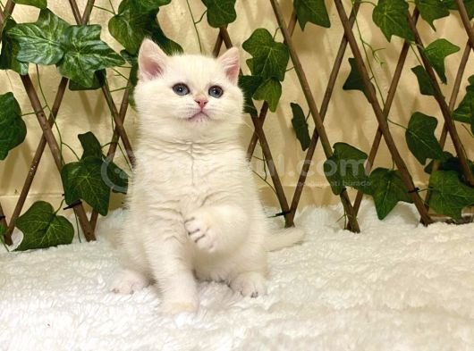 Golden Ny1233 Dişi British Shorthair görsel