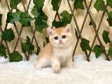 Ny12 Dişi British Shorthair Golden
