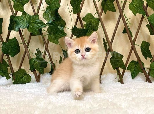 Ny12 Dişi British Shorthair Golden görsel