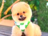 Pomerri̇an Boo Sevi̇mli̇ Yavrular