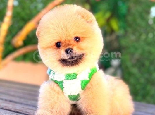 Pomerri̇an Boo Sevi̇mli̇ Yavrular görsel