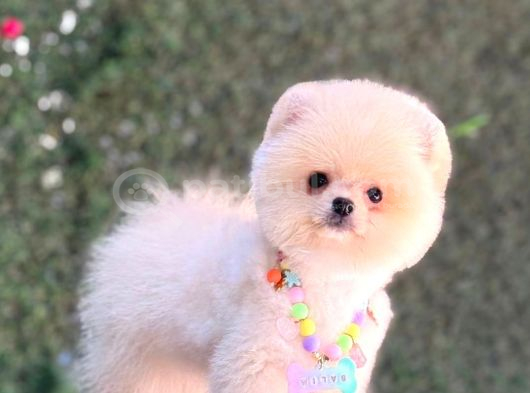 Pomerri̇an Boo Sevi̇mli̇ Yavrular görsel