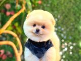POMERRİAN BOO SEVİMLİ YAVRULAR