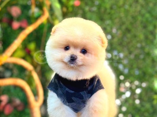 Pomerri̇an Boo Sevi̇mli̇ Yavrular