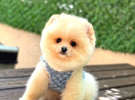 Pomerri̇an Boo Sevi̇mli̇ Yavrular görsel