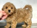 Toy Poodle Sevi̇mli̇ Yavrular Ev Üreti̇mi̇