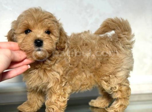 Toy Poodle Sevi̇mli̇ Yavrular Ev Üreti̇mi̇ görsel