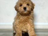 TOY POODLE SEVİMLİ YAVRULAR EV ÜRETİMİ