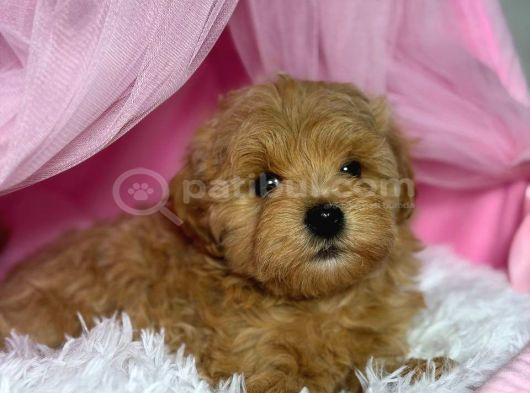 Toy Poodle Sevi̇mli̇ Yavrular Ev Üreti̇mi̇ görsel