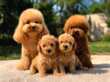 Bal gibi Toy Poodle Yavruları