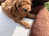 Tea Cup Poodle Bebeklerimiz Hazır