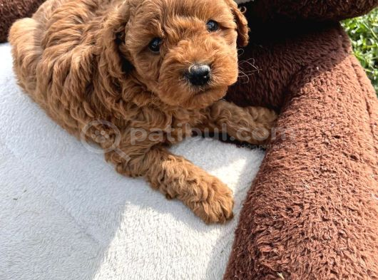 Tea Cup Poodle Bebeklerimiz Hazır görsel