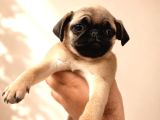 Hamburger Surat Pug Mops Yavrularımız
