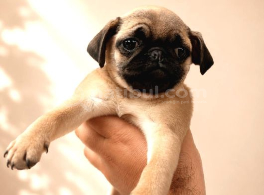 Hamburger Surat Pug Mops Yavrularımız görsel