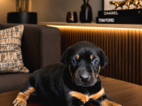 Ki̇ng Doberman Yavrular Mevcut