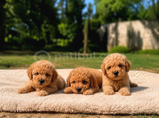 Bal Gibi Toy Poodle Yavruları görsel