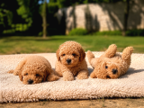 Bal Gibi Toy Poodle Yavruları