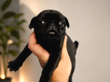 Hamburger Surat Pug Mops Yavrularımız