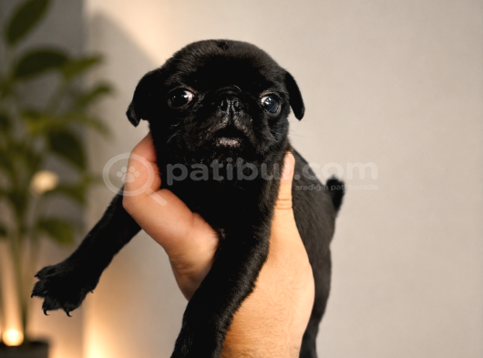 Hamburger Surat Pug Mops Yavrularımız görsel
