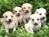 MALTİPOO DİŞİ-ERKEK MEVCUT