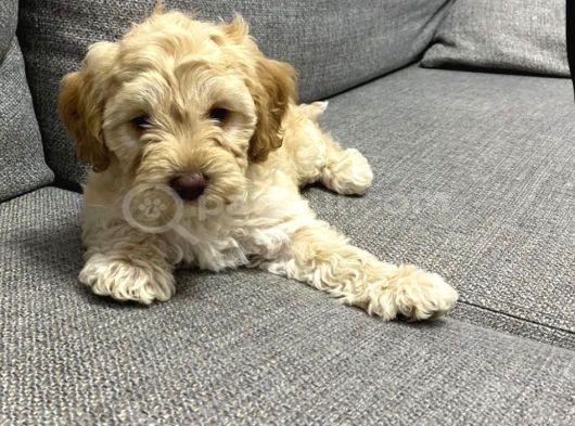 Malti̇poo Di̇şi̇-Erkek Mevcut görsel
