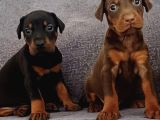 KİNG DOBERMAN YAVRULAR MEVCUT