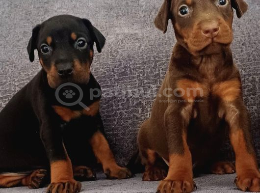 Ki̇ng Doberman Yavrular Mevcut