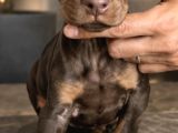 Ki̇ng Doberman Yavrular Mevcut