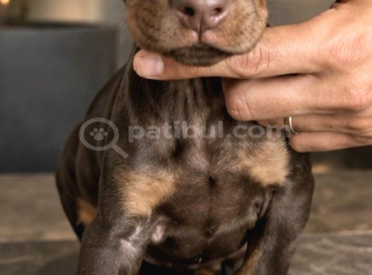 Ki̇ng Doberman Yavrular Mevcut görsel