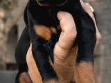 Ki̇ng Doberman Yavrular Mevcut