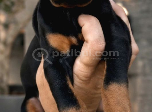 Ki̇ng Doberman Yavrular Mevcut görsel