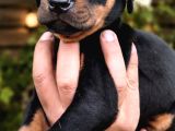 Ki̇ng Doberman Yavrular Mevcut