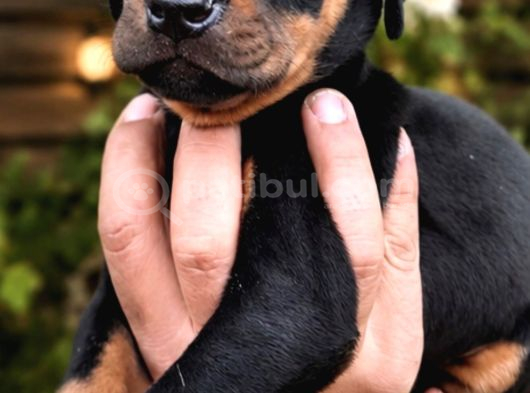 Ki̇ng Doberman Yavrular Mevcut görsel
