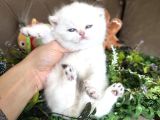 Yüksek Kalite British Shorthair