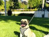 Hamburger Surat Pug Mops Yavrularımız