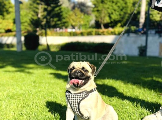 Hamburger Surat Pug Mops Yavrularımız görsel