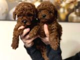 Safkan poodle bebekler