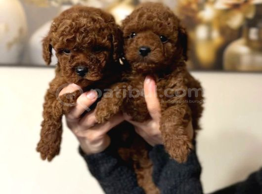 Safkan Poodle Bebekler