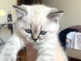 British Shorthair 2 Buçuk Aylık Yavru