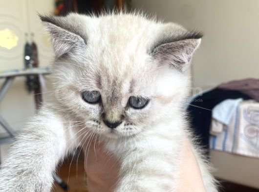 British Shorthair 2 Buçuk Aylık Yavru görsel