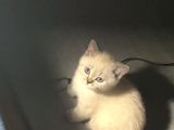 British Shorthair 2 Buçuk Aylık Yavru