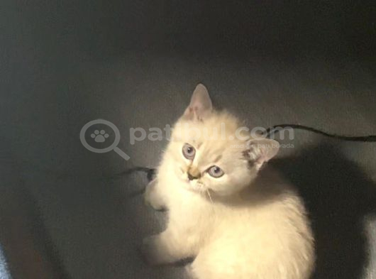 British Shorthair 2 Buçuk Aylık Yavru görsel