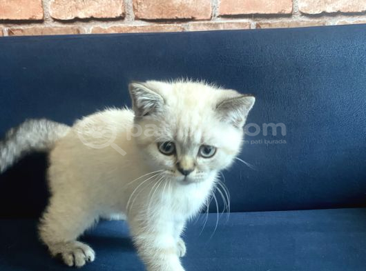 British Shorthair 2 Buçuk Aylık Yavru