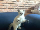 British Shorthair 2 Buçuk Aylık Yavru