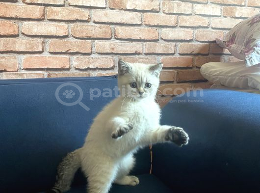 British Shorthair 2 Buçuk Aylık Yavru görsel