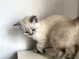 British Shorthair 2 Buçuk Aylık Yavru