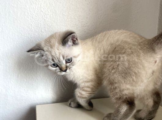 British Shorthair 2 Buçuk Aylık Yavru görsel