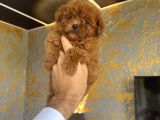 Core Teacup Kg Garantili Toy Poodle