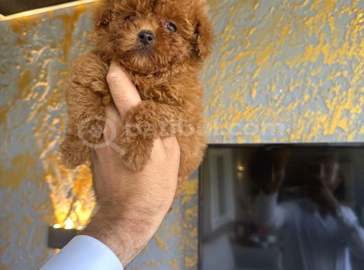 Core Teacup Kg Garantili Toy Poodle görsel