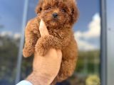 Core Teacup Kg Garantili Toy Poodle